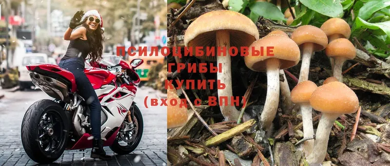 Псилоцибиновые грибы Psilocybe  ОМГ ОМГ сайт  Анапа 